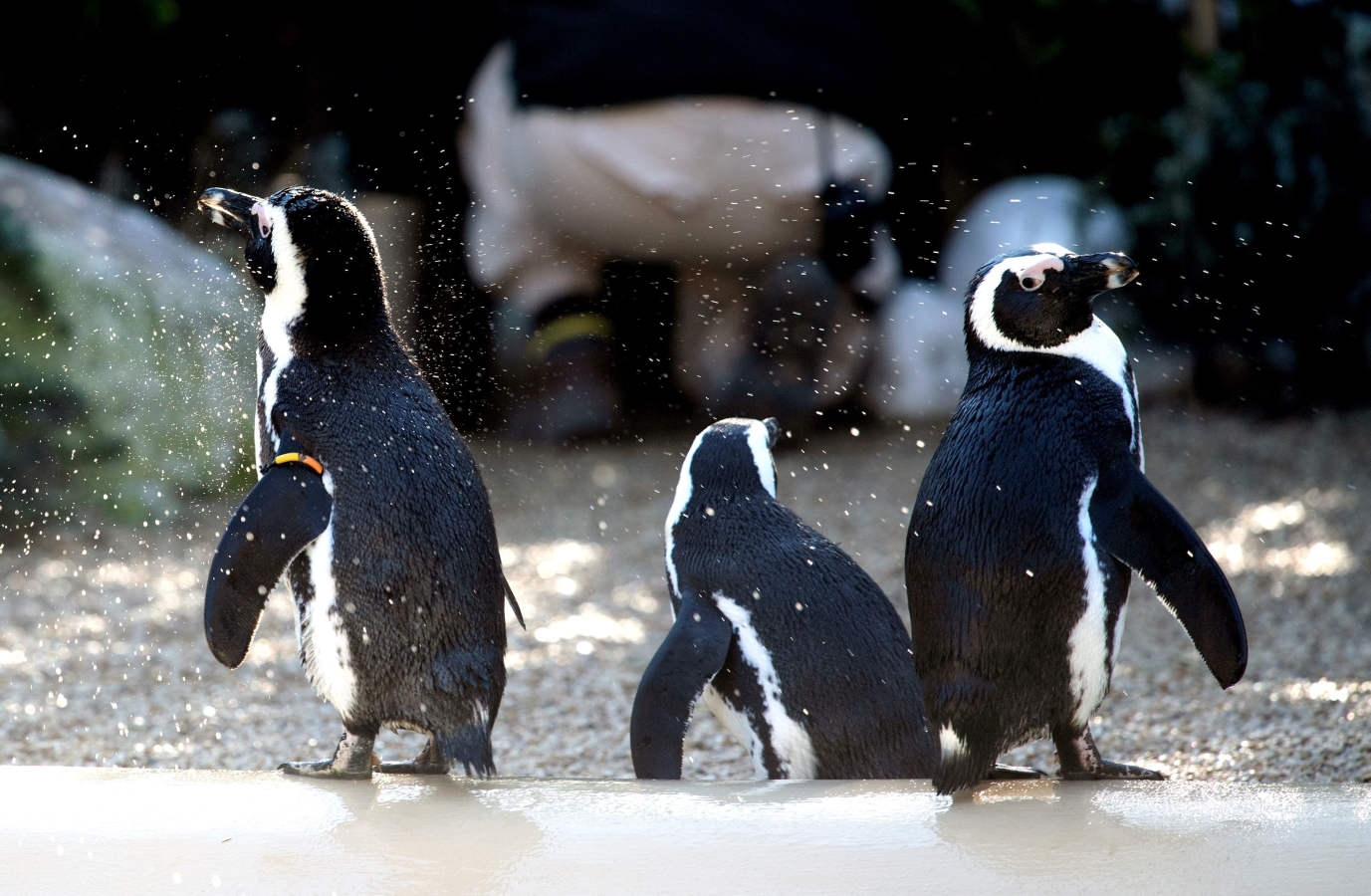 Pingüinos africanos pasean por su recinto durante la apertura de una nueva área reservada para ellos en Bioparco en Roma. Se distribuyen a lo largo de las costas rocosas africanas ubicadas en el extremo sur, abarcando parte de Namibia, Sudáfrica e islas circundantes como Hollamsbird, Dassen, Dyer y otras veintiuna islas y en la Patagonia chilena-argentina en Sudamérica. 