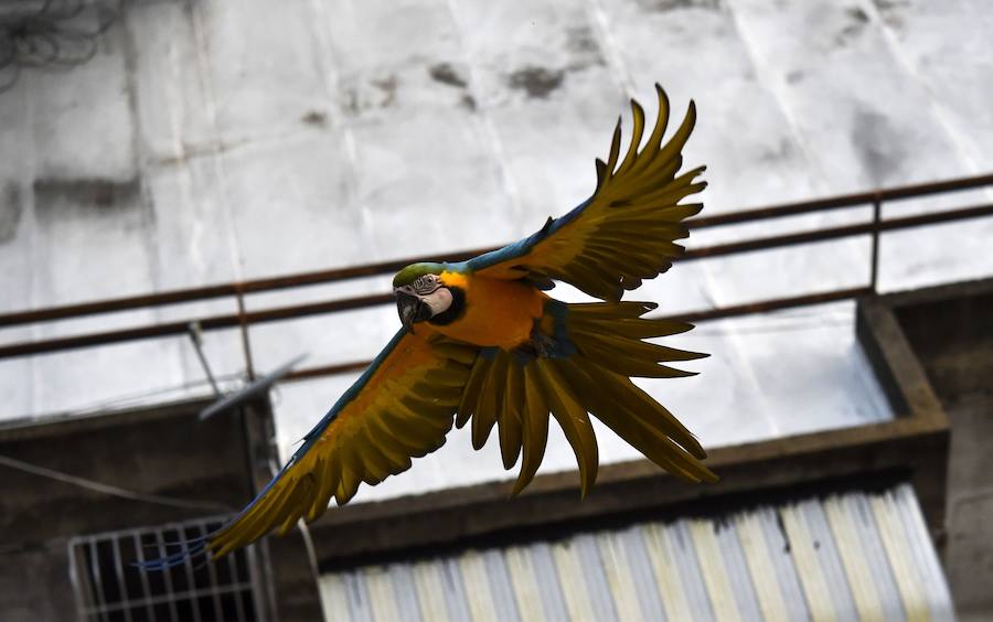 Coloridas guacamayas silvestres surcan el cielo de Caracas. Estridentes y mayormente dóciles, se posan en balcones en busca de alimento, una cercanía no siempre apropiada para su supervivencia. Sus plumajes son una paleta que combina rojos, azules, verdes, amarillos o anaranjados. Con los primeros rayos de sol o al caer la tarde emprenden su vuelo zigzagueante entre palmeras y edificios.