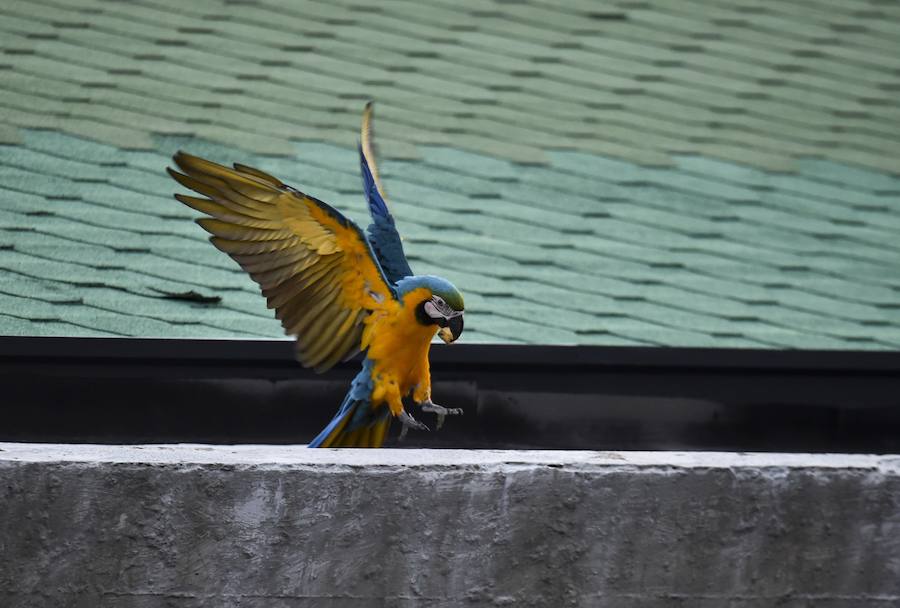 Coloridas guacamayas silvestres surcan el cielo de Caracas. Estridentes y mayormente dóciles, se posan en balcones en busca de alimento, una cercanía no siempre apropiada para su supervivencia. Sus plumajes son una paleta que combina rojos, azules, verdes, amarillos o anaranjados. Con los primeros rayos de sol o al caer la tarde emprenden su vuelo zigzagueante entre palmeras y edificios.