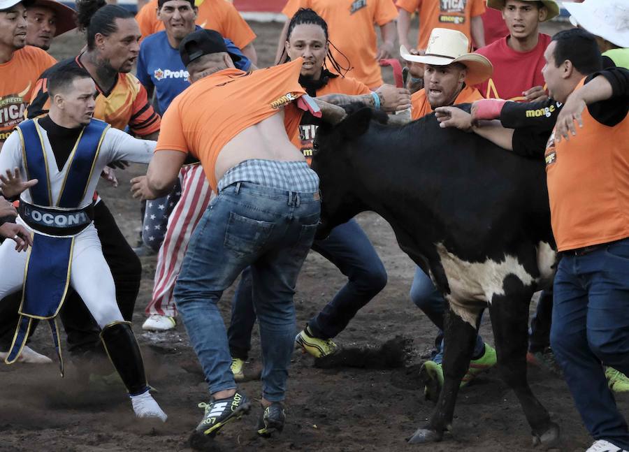 «Toreros improvisados» como se les conocen en Costa Rica, participan en una corrida de toros durante la tradicional Fiesta de Zapote, la cual se celebra anualmente entre la última semana de diciembre y la primera de enero, hoy en San José (Costa Rica).