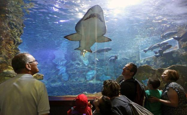 Un grupo de turistas, en el Aquarium de Donostia. 