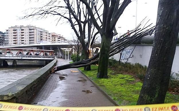 Árbol caído en Paseo de Bizkaia