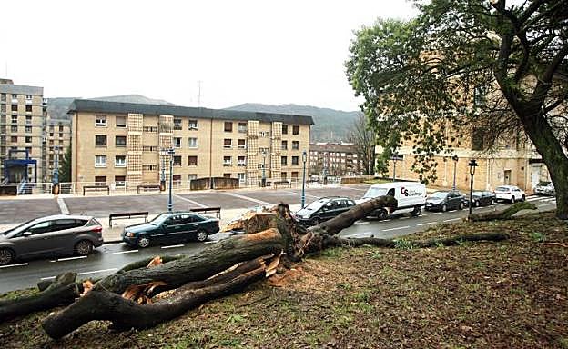 Árboles caídos en Errenteria