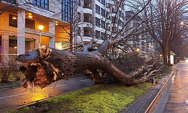 Un árbol de gran tamaño ha caído esta noche sobre el bidegorri de la avenida de Tolosa, en San Sebastián.