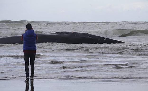 Una mujer fotografía a la ballena. 