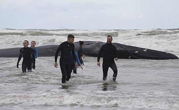 Muere la ballena encontrada esta mañana en la playa vizcaína de Sopela