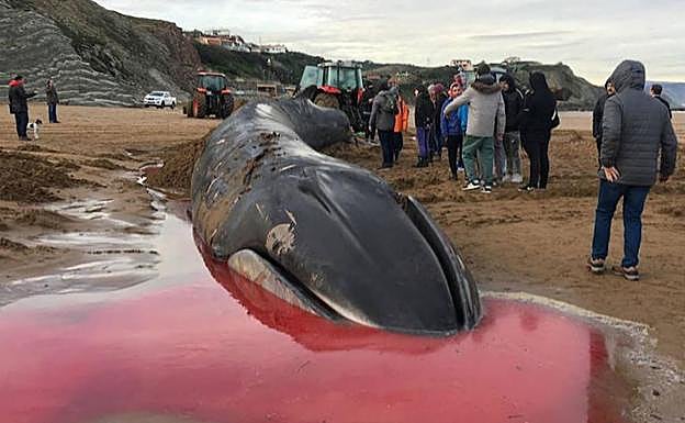 Tres tractores intentan remolcar a la ballena que murió ayer en la playa de Sopela.