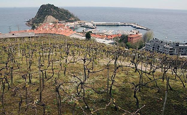 Getariako txakolin mahastia