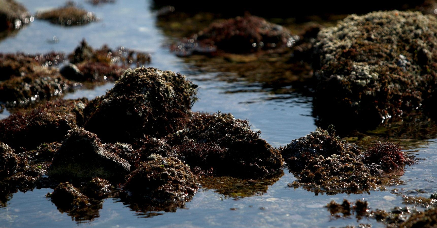 Las mareas vivas de estos días están dejando imágenes impresionantes en la costa guipuzcoana. Este jueves por la mañana el fondo marino de la playa donostiarra de Ondarreta ha quedado a la vista de los curiosos.