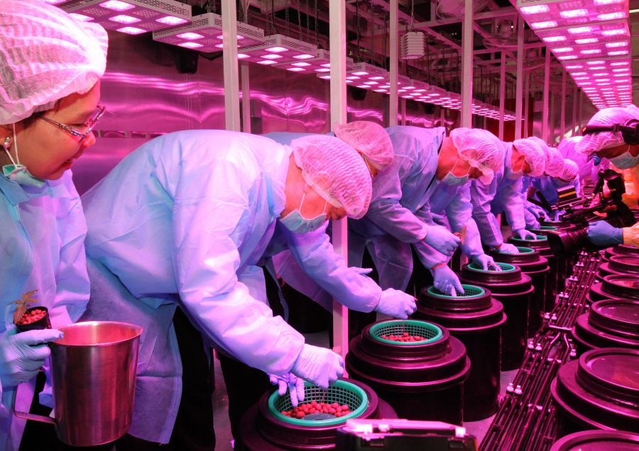 La Organización Gubernamental Farmacéutica (GPO, siglas en inglés) en Pathum Tani, Tailandia ha inaugurado el invernadero para plantar el primer cultivo legal de marihuana para su uso médico.