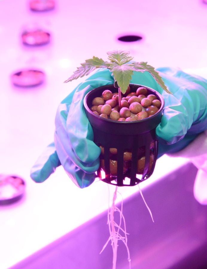 La Organización Gubernamental Farmacéutica (GPO, siglas en inglés) en Pathum Tani, Tailandia ha inaugurado el invernadero para plantar el primer cultivo legal de marihuana para su uso médico.