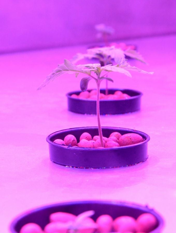 La Organización Gubernamental Farmacéutica (GPO, siglas en inglés) en Pathum Tani, Tailandia ha inaugurado el invernadero para plantar el primer cultivo legal de marihuana para su uso médico.