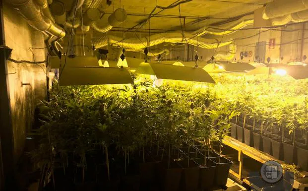 La plantación de marihuana descubierta por la Ertzaintza en una fábrica abandonada de Zizurkil