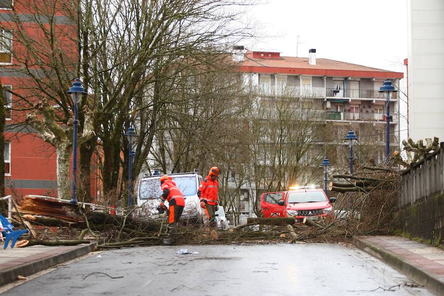 La caída de un árbol ha provocado el cierre de la calle Yanci en Errenteria.