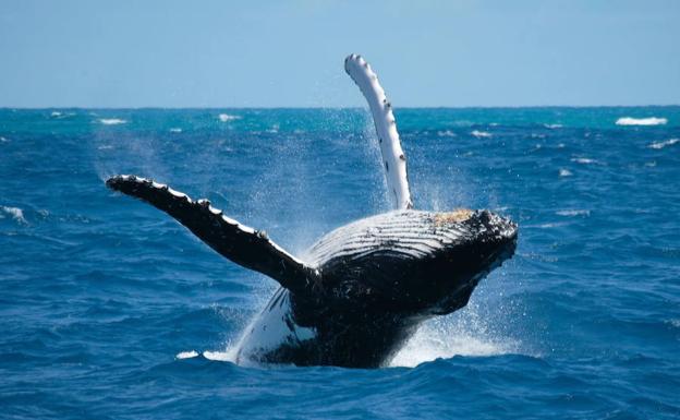 Las focas y las ballenas del Ártico modifican su dieta por el cambio climático