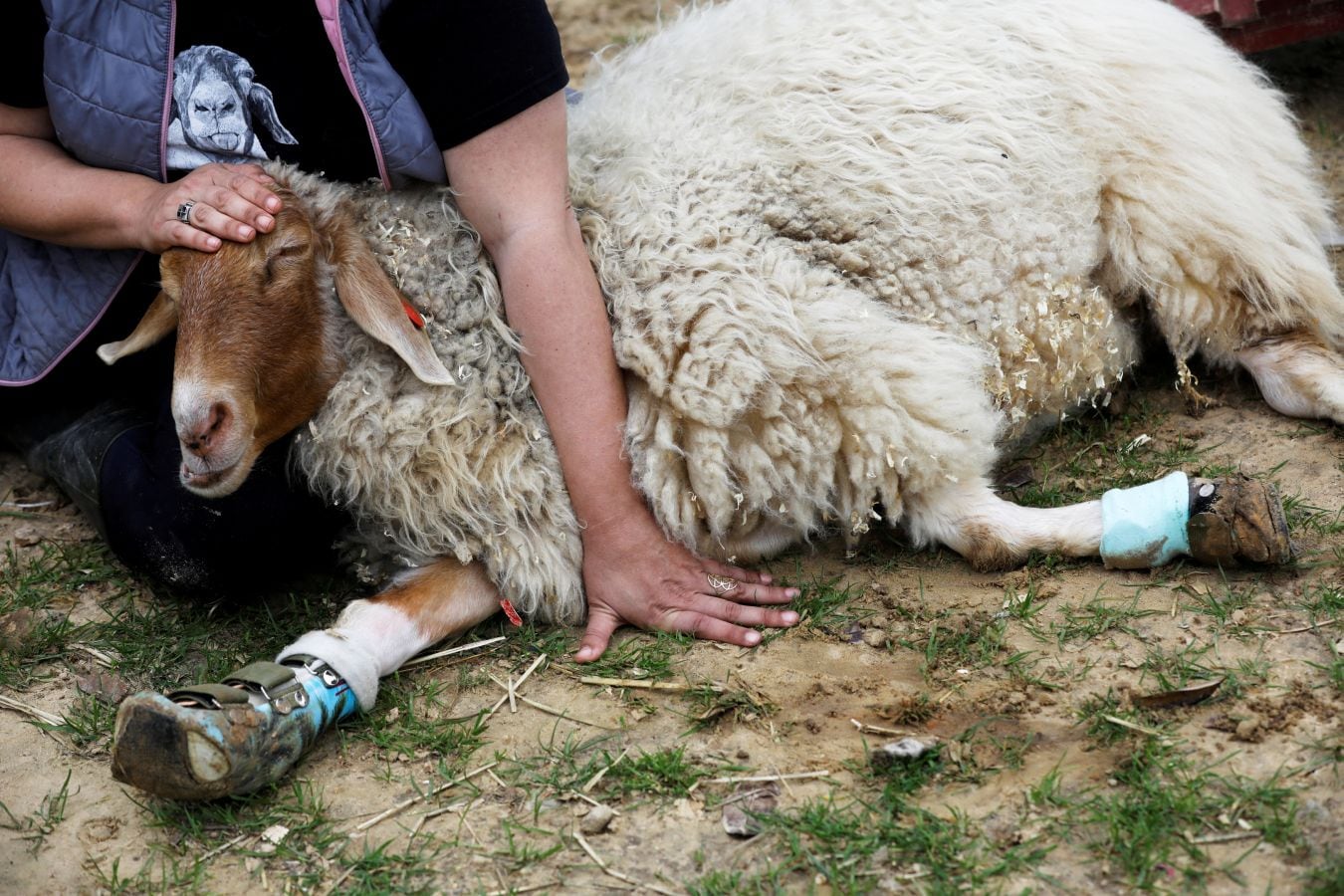 El cerdo 'Omri', la vaca 'Nir', la oveja 'Gary' u 'Omer', una cabra ciega, han encontrado una nueva oportunidad en el refugio Freedom Farm de Israel, que acoge a animales con alguna discapacidad