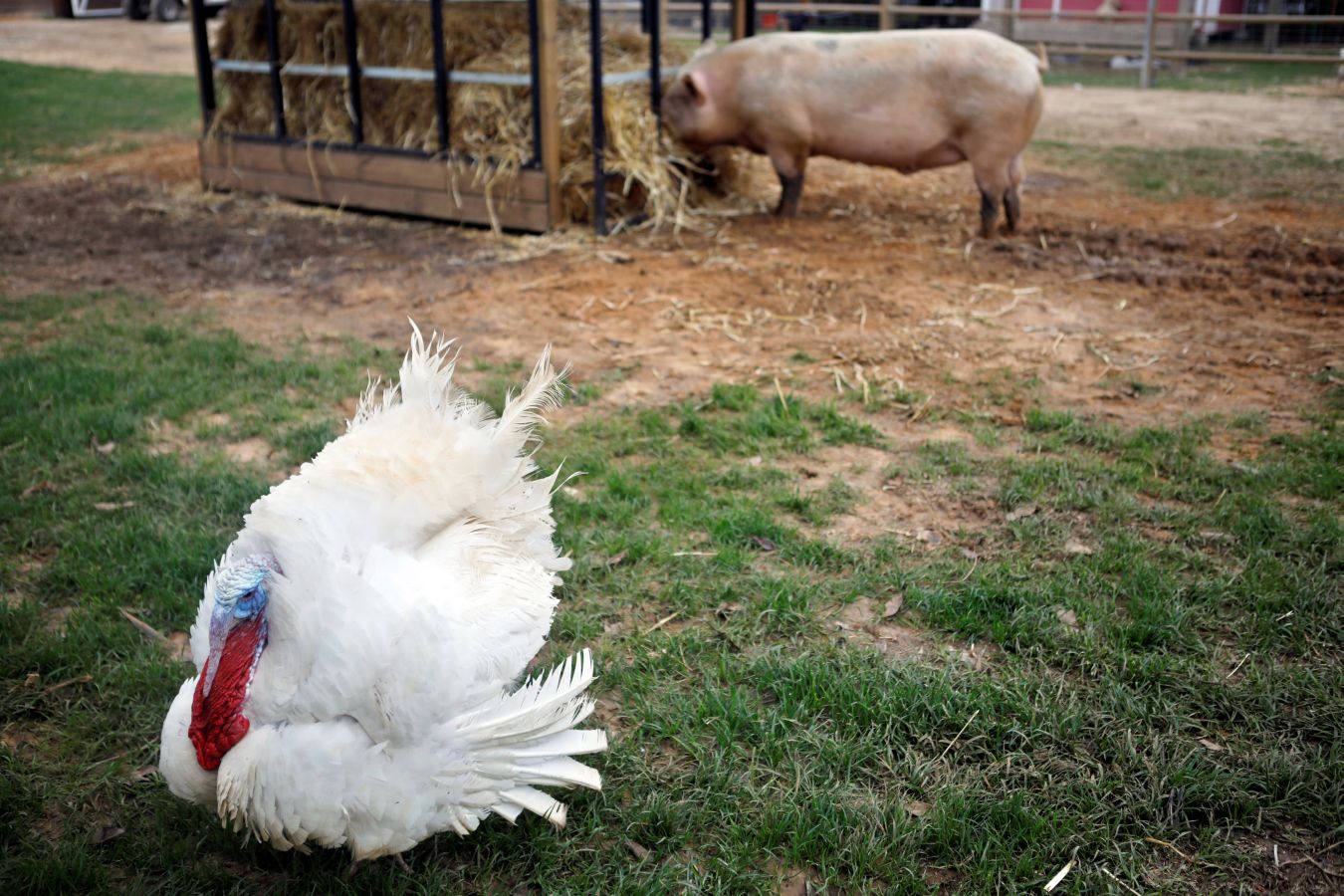 El cerdo 'Omri', la vaca 'Nir', la oveja 'Gary' u 'Omer', una cabra ciega, han encontrado una nueva oportunidad en el refugio Freedom Farm de Israel, que acoge a animales con alguna discapacidad