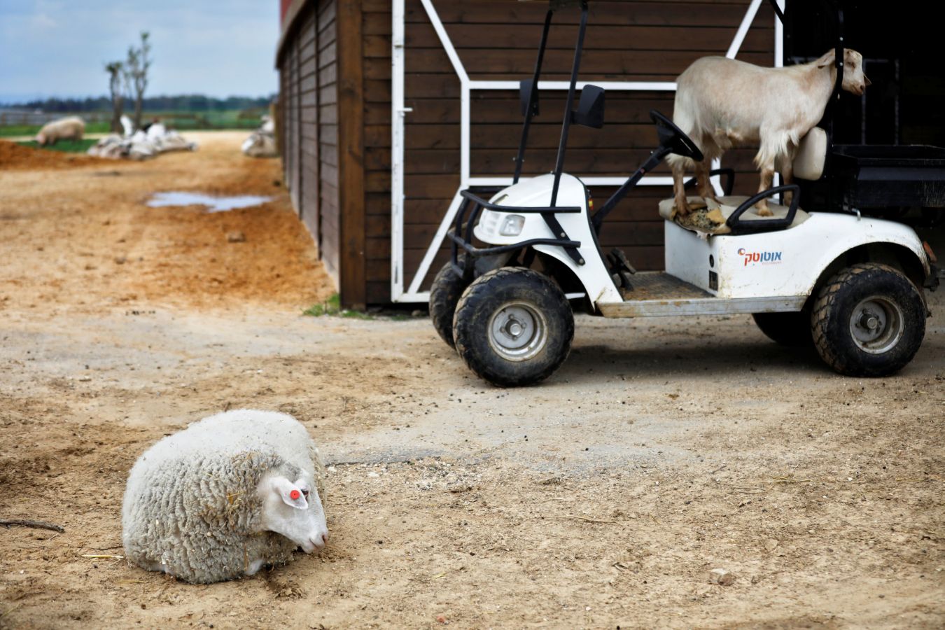 El cerdo 'Omri', la vaca 'Nir', la oveja 'Gary' u 'Omer', una cabra ciega, han encontrado una nueva oportunidad en el refugio Freedom Farm de Israel, que acoge a animales con alguna discapacidad