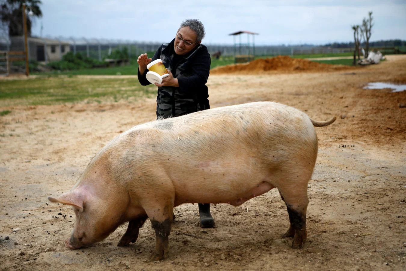 El cerdo 'Omri', la vaca 'Nir', la oveja 'Gary' u 'Omer', una cabra ciega, han encontrado una nueva oportunidad en el refugio Freedom Farm de Israel, que acoge a animales con alguna discapacidad