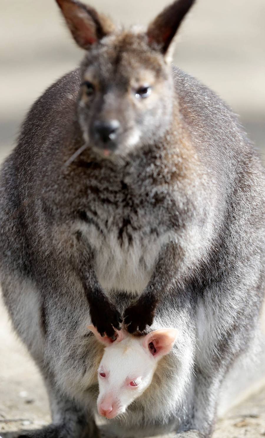 Un Joey Wallaby marsupial albino australiano ha nacido en el zoo de Decin (República Checa).