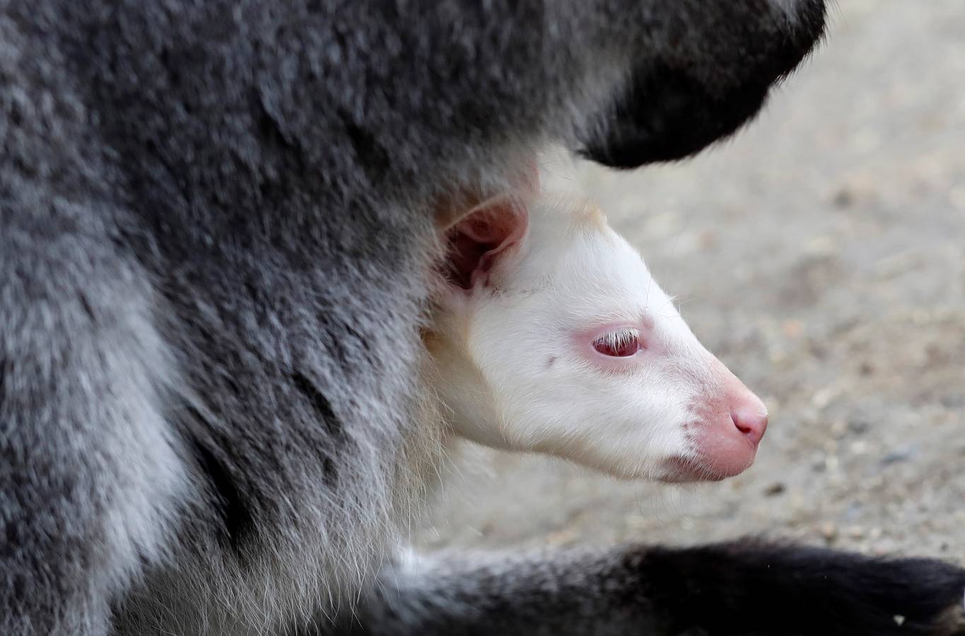 Un Joey Wallaby marsupial albino australiano ha nacido en el zoo de Decin (República Checa).