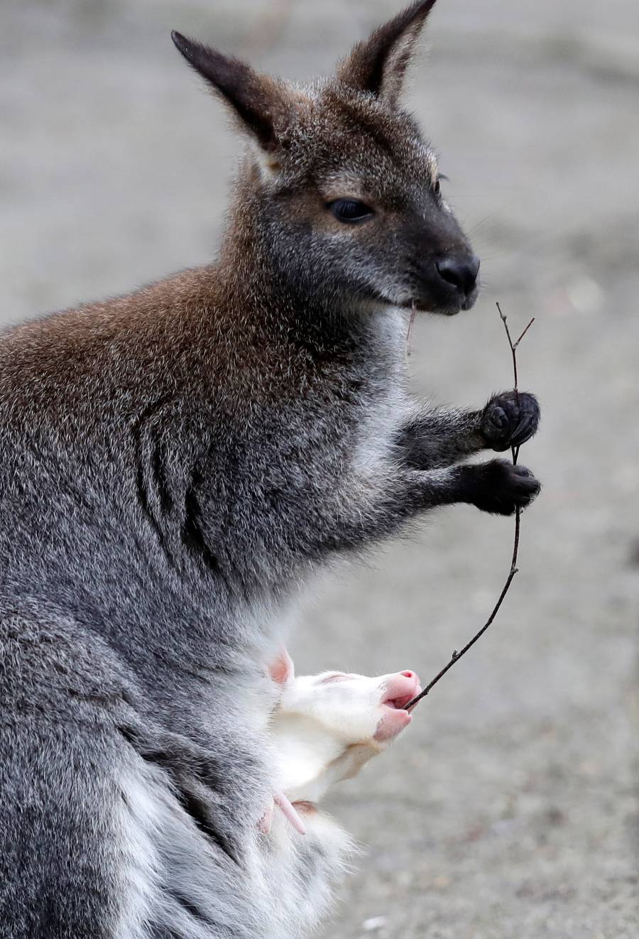 Un Joey Wallaby marsupial albino australiano ha nacido en el zoo de Decin (República Checa).