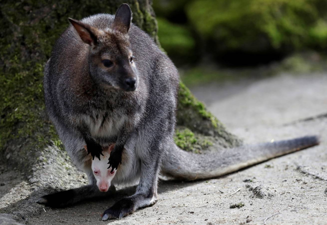 Un Joey Wallaby marsupial albino australiano ha nacido en el zoo de Decin (República Checa).