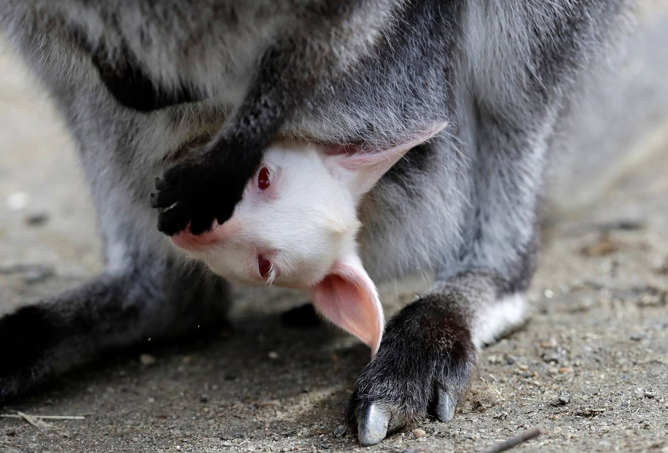 Un Joey Wallaby marsupial albino australiano ha nacido en el zoo de Decin (República Checa).