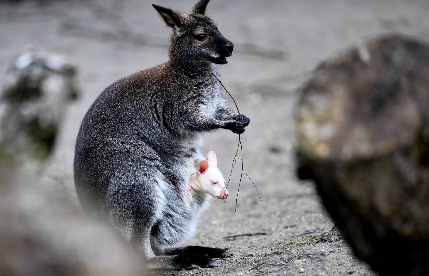 Un Joey Wallaby marsupial albino australiano ha nacido en el zoo de Decin (República Checa).