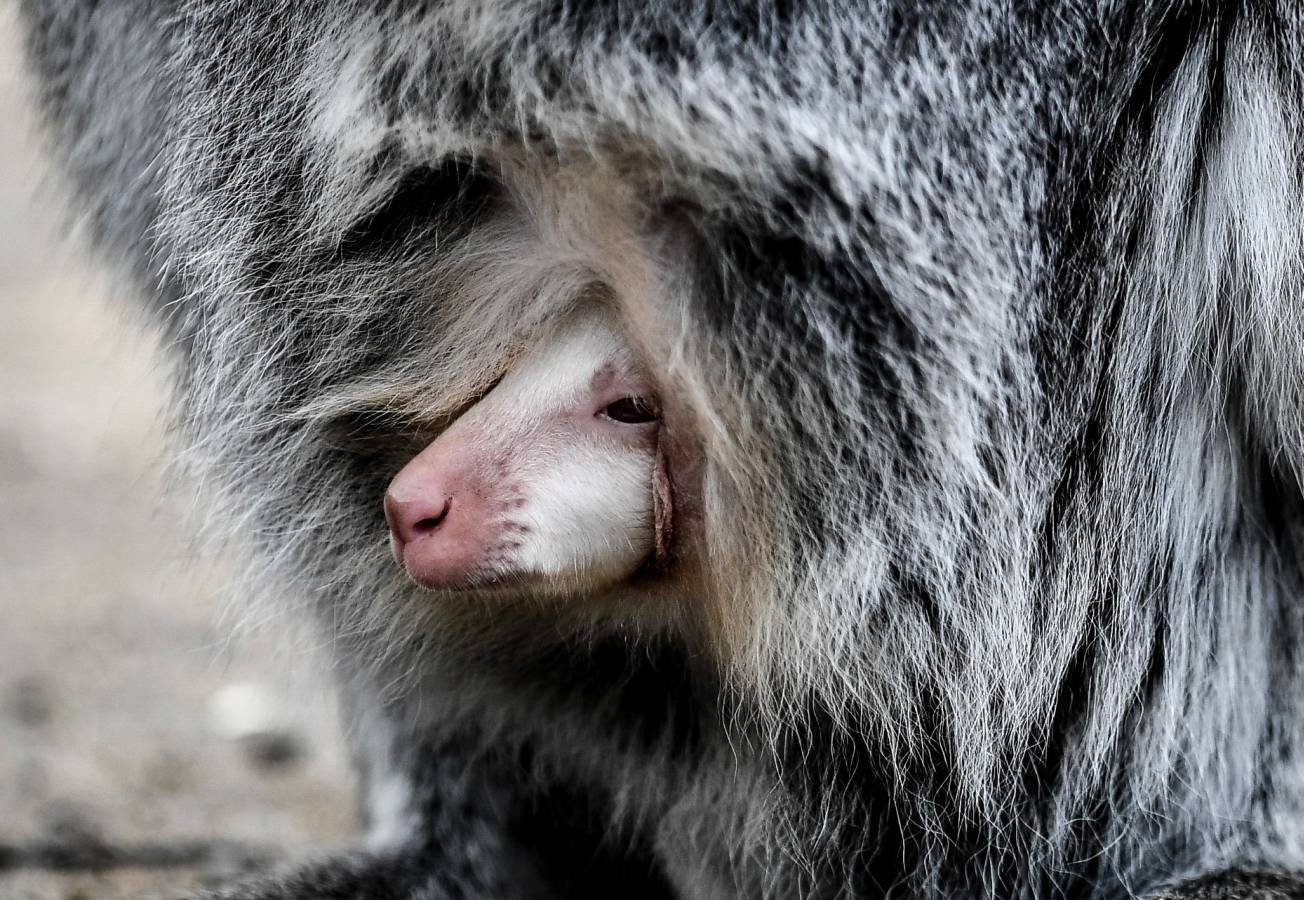 Un Joey Wallaby marsupial albino australiano ha nacido en el zoo de Decin (República Checa).