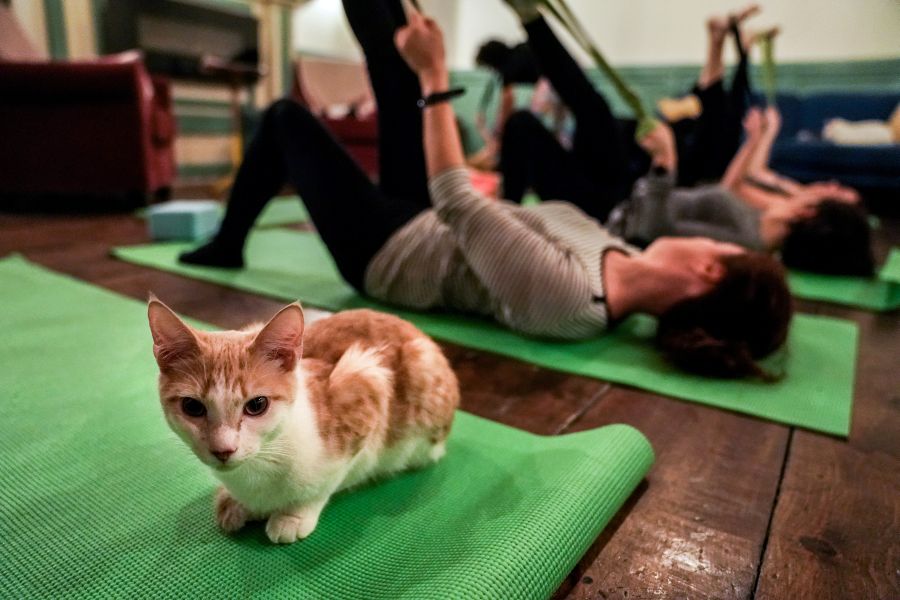 Un local de Nueva York ofrece una novedosa variante de la disciplina en la que los usuarios pueden acudir acompañados de sus mascotas felinas. 