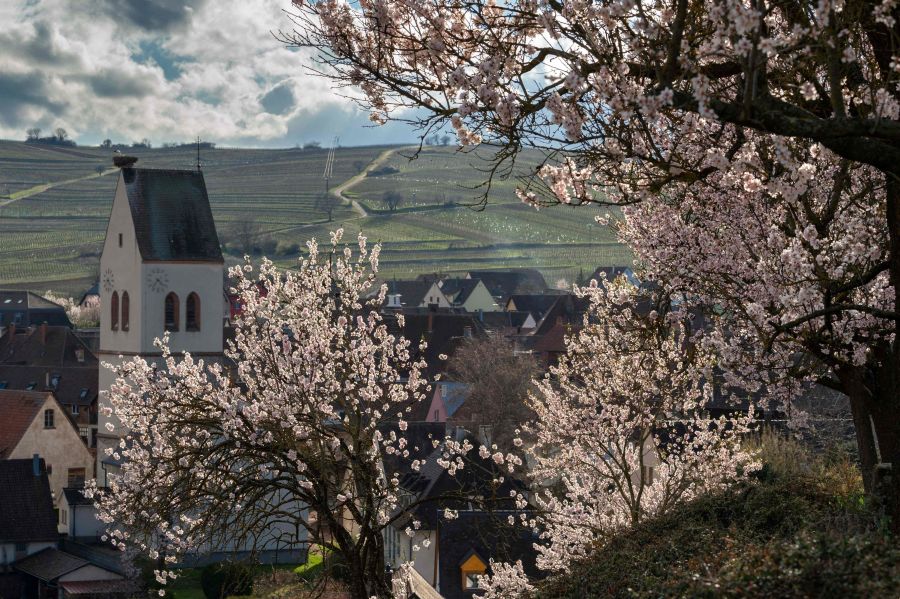 Los almendros lucen casi casi en todo su esplendor en la villa de Mittelwihr, al este de Francia. 