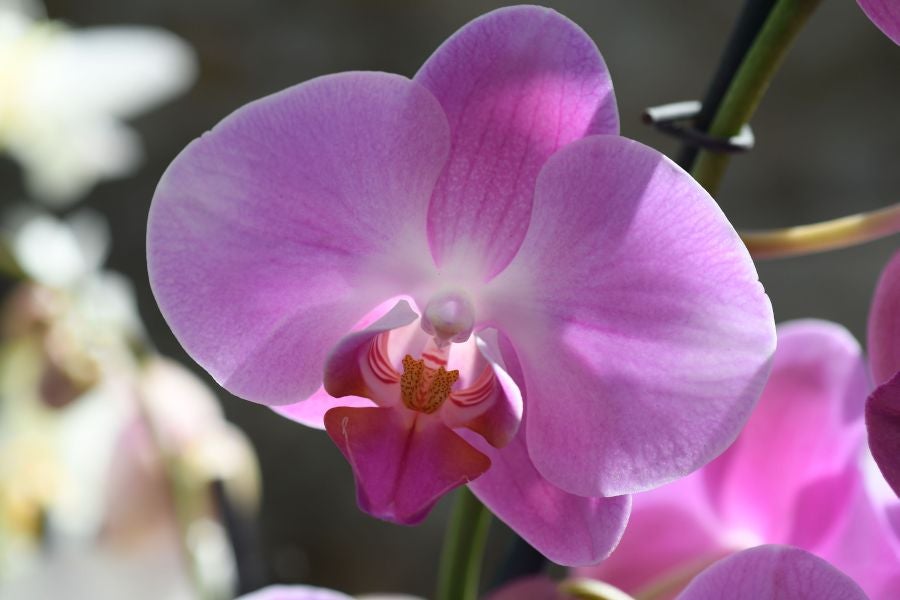 La localidad de Segura ha acogido este domingo su tradicional Feria de Flores y Plantas de Primavera