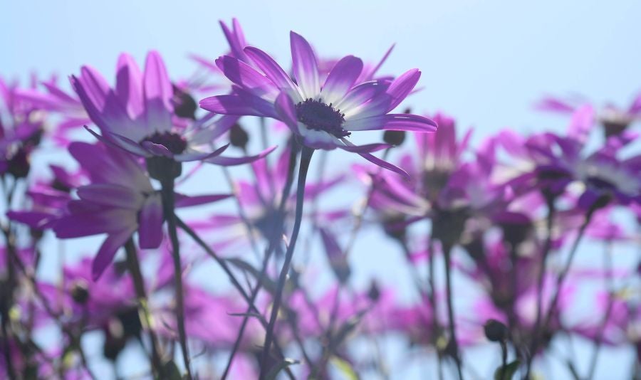 La localidad de Segura ha acogido este domingo su tradicional Feria de Flores y Plantas de Primavera