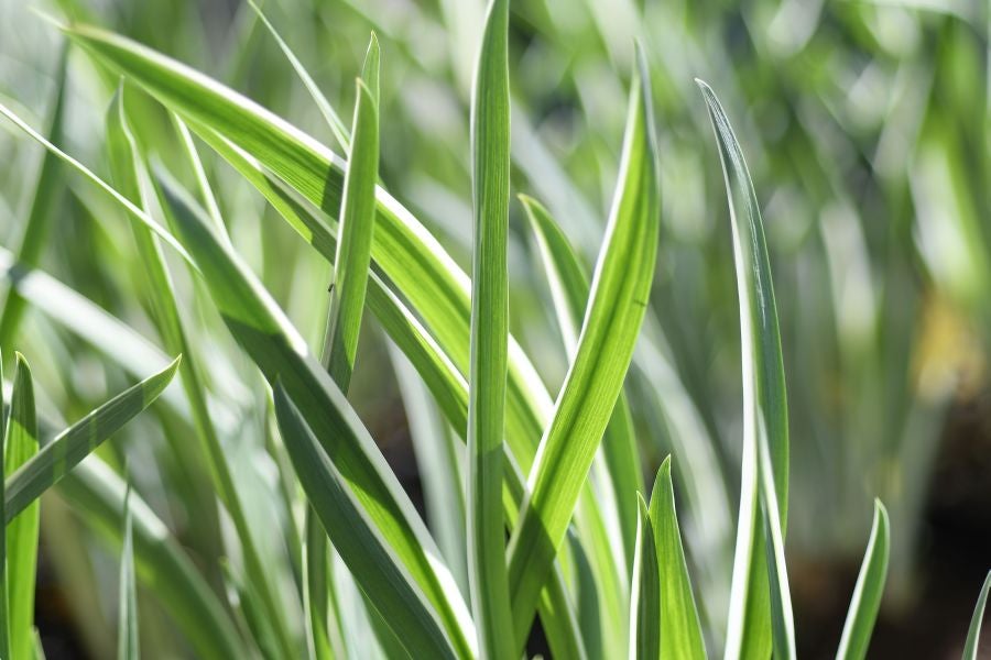 La localidad de Segura ha acogido este domingo su tradicional Feria de Flores y Plantas de Primavera
