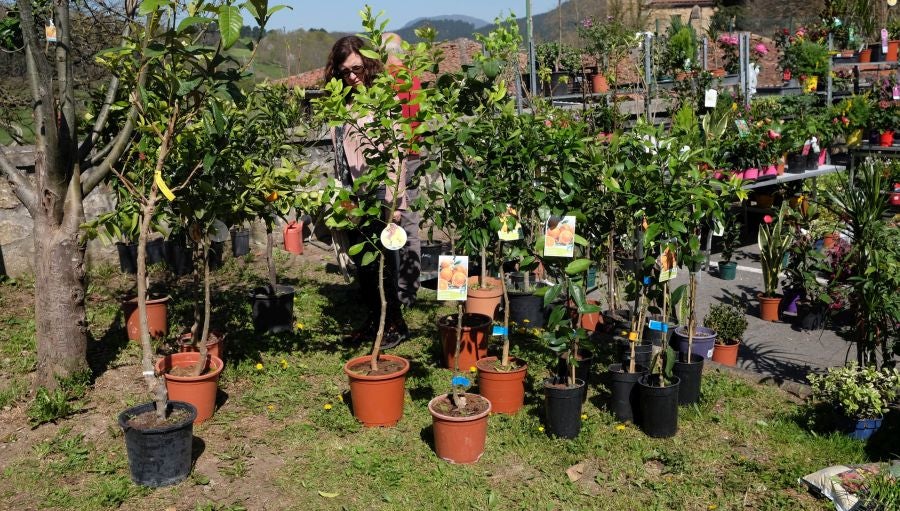 La localidad de Segura ha acogido este domingo su tradicional Feria de Flores y Plantas de Primavera
