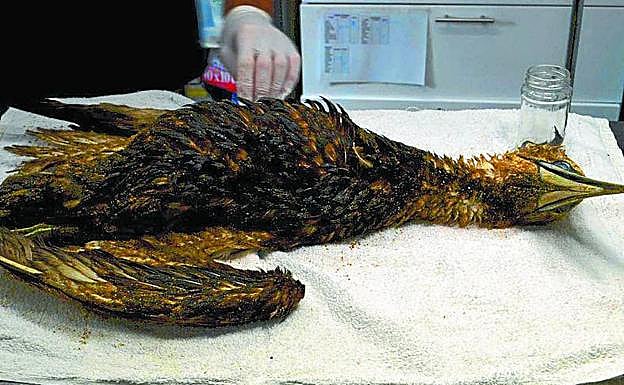 El alcatraz impregnado de fuel apareció en Hendaia.