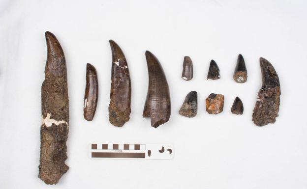 Algunos de los restos encontrados en Canadá. 