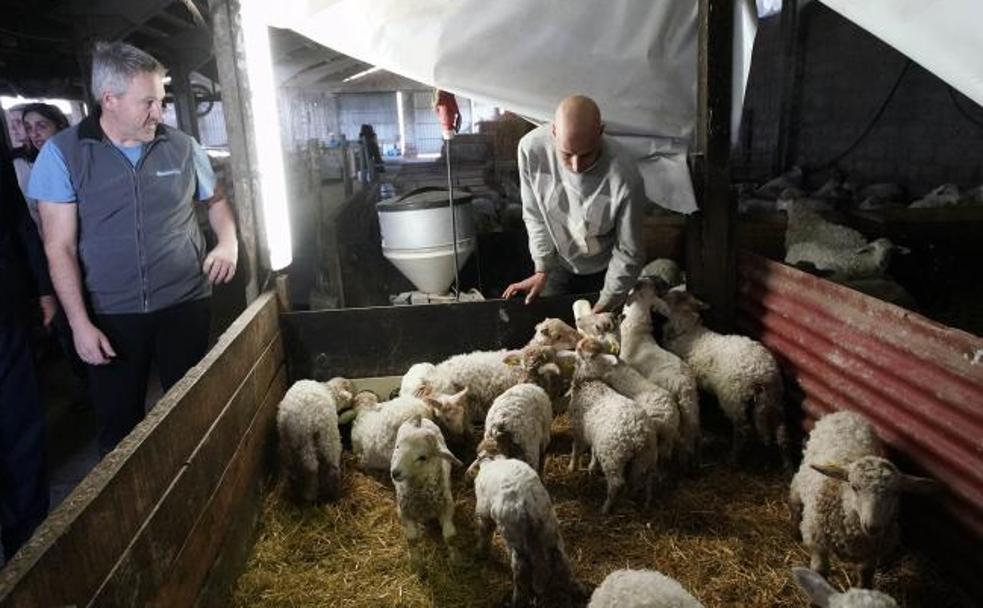 Joseba y uno de los trabajadores de Lácteos Goine que alimenta a un grupo de corderos