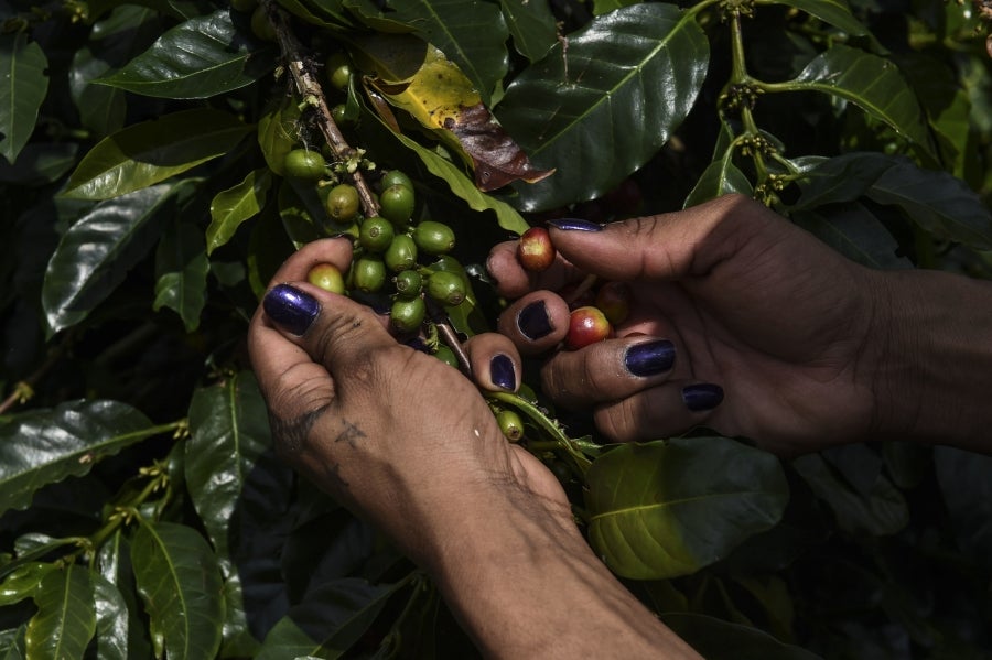 La colombiana Roxana Panchi Gutiérrez, una joven transexual indígena de 24 años, se reúne con sus dos amigas de toda la vida, en el pueblo indígena Cristiania, departamento de Antioquia, para crear accesorios con cuentas. Las mismas cuentas que iluminan las últimas creaciones de la diseñadora colombiana Laura Laurens, cuyos diseños viajan desde Bogotá a Londres, París y Nueva York.