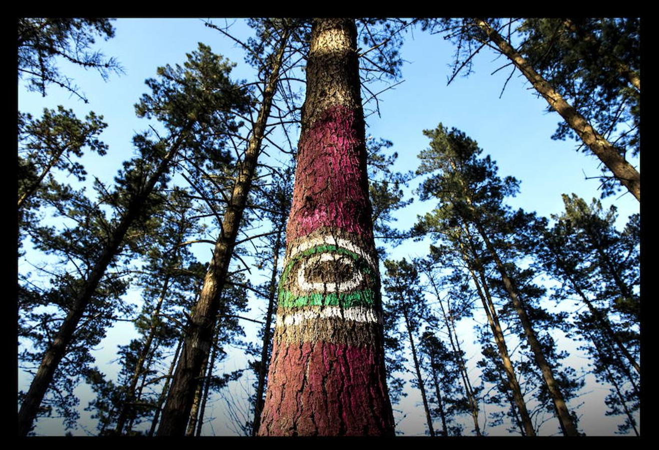 Fotos: El bosque de Oma