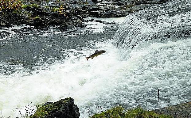Salmón remontando el río Bidasoa a la altura de Bera junto al punto de control que existe a orillas del río.