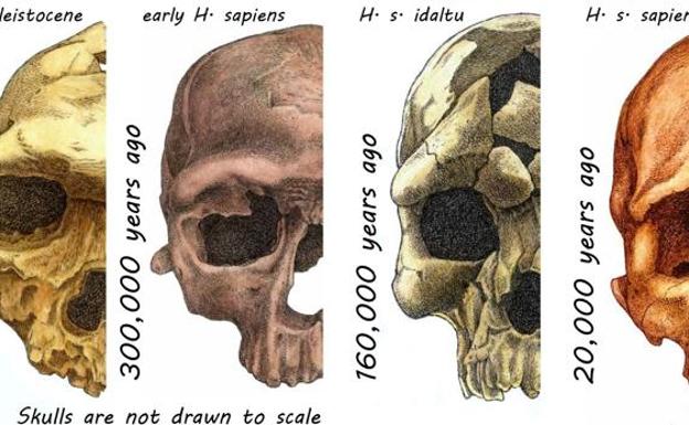 Varios cráneos de homininos hace decenas de miles de años 