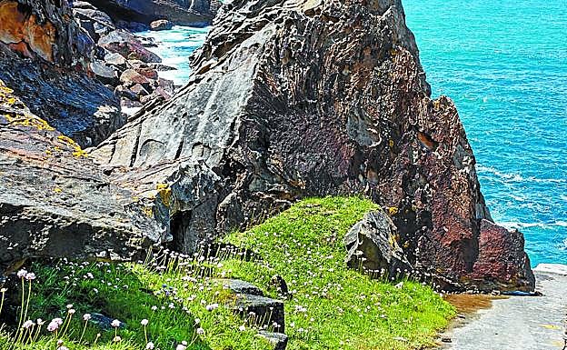 La Armería euscadiensis, la 'Euskal itsas krabelina', crece en las laderas de Urgull y Ulia.