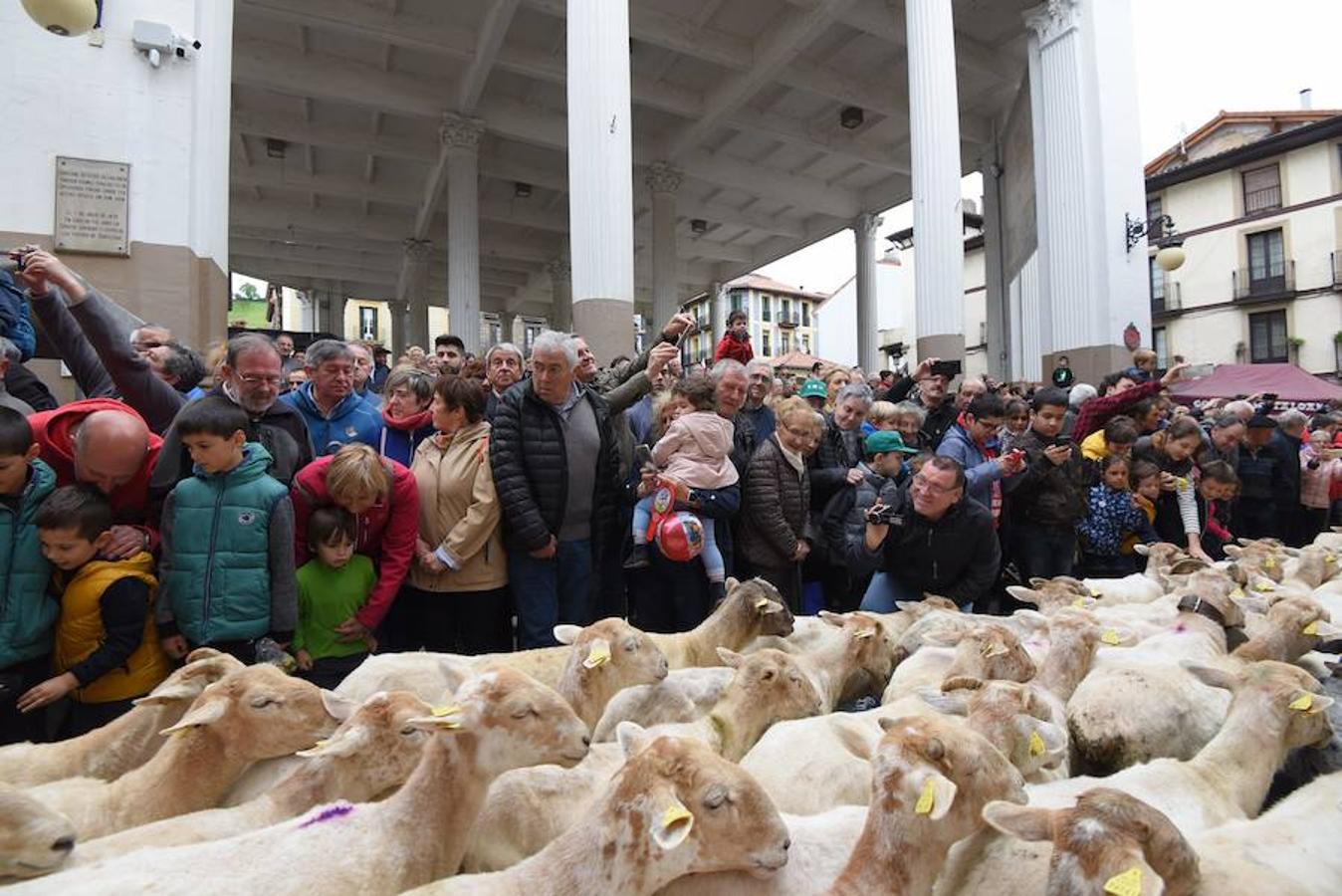 Más de 2.000 ovejas cruza este miércoles por la mañana el casco histórico de Ordizia. Serán protagonistas, como cada miércoles de Pascua, del Artzain Eguna o Día del Pastor en la localidad goierriarra.
