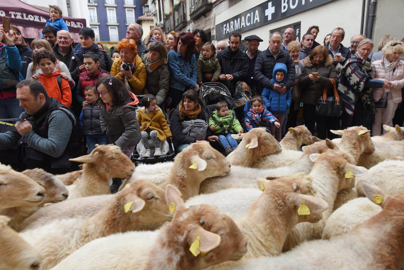 Más de 2.000 ovejas cruza este miércoles por la mañana el casco histórico de Ordizia. Serán protagonistas, como cada miércoles de Pascua, del Artzain Eguna o Día del Pastor en la localidad goierriarra.