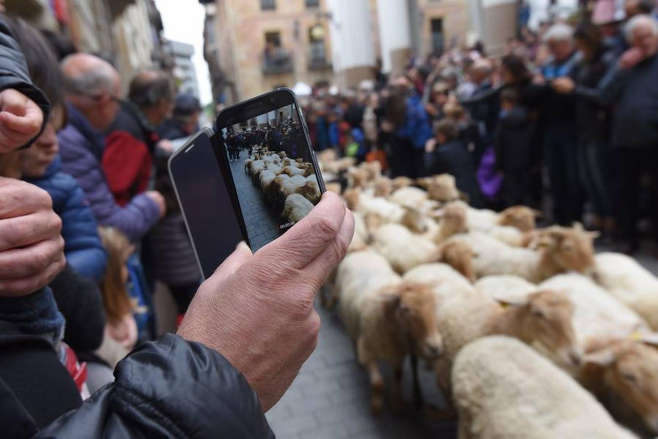 Más de 2.000 ovejas cruza este miércoles por la mañana el casco histórico de Ordizia. Serán protagonistas, como cada miércoles de Pascua, del Artzain Eguna o Día del Pastor en la localidad goierriarra.