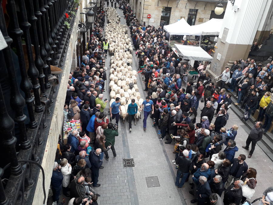 Más de 2.000 ovejas cruza este miércoles por la mañana el casco histórico de Ordizia. Serán protagonistas, como cada miércoles de Pascua, del Artzain Eguna o Día del Pastor en la localidad goierriarra.