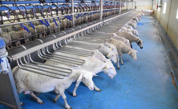 Las ovejas saliendo de esa gran ordeñadora de la explotación