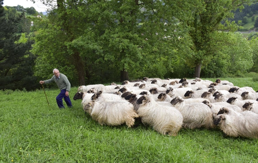 Comienza la feria del queso vasco de Idiazabal. Un total de 29 fabricantes de queso de Euskadi, Iparralde y Navarra han acercado sus quesos a la plaza mayor de Idiazabal, escenario de gran parte de los actos organizados con motivo de esta feria. 